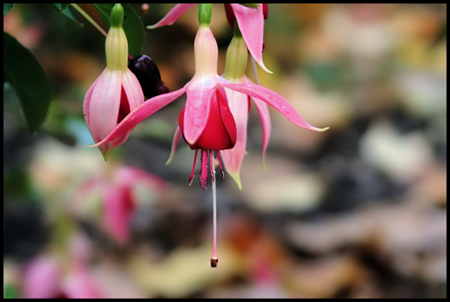 fuschia