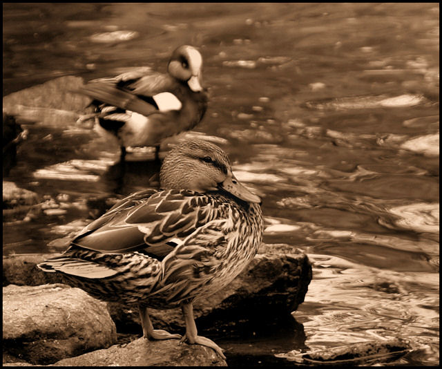Mallard.jpg