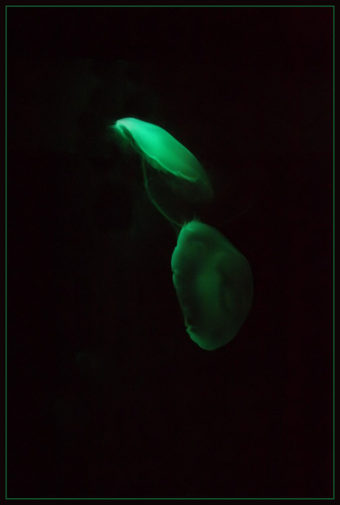 Jellyfish