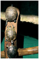 Turtle Trot