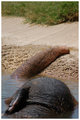 Lazyphant