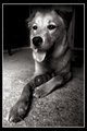A Dog and his Toy
