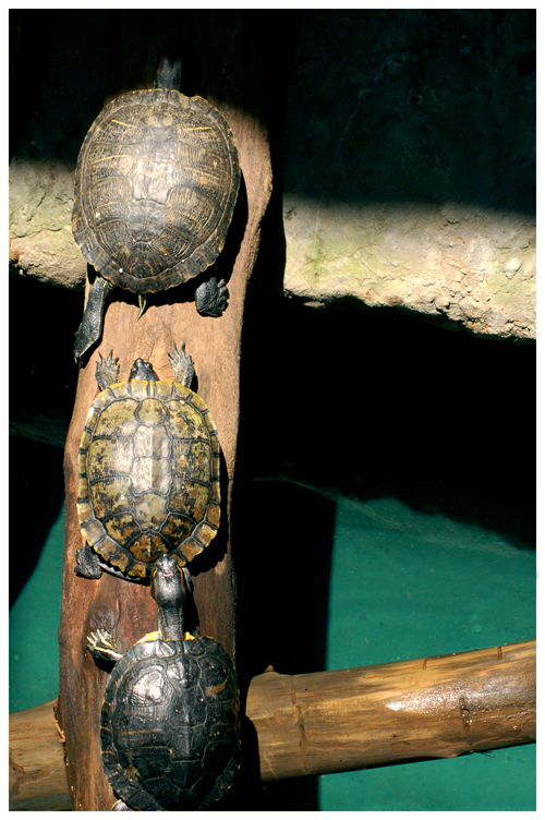 Turtle Trot