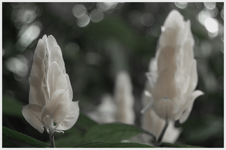 Lonely Buds
