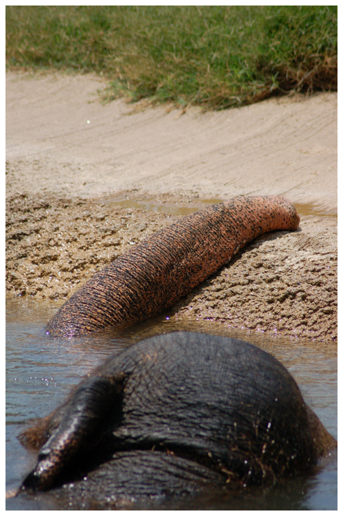 Lazyphant