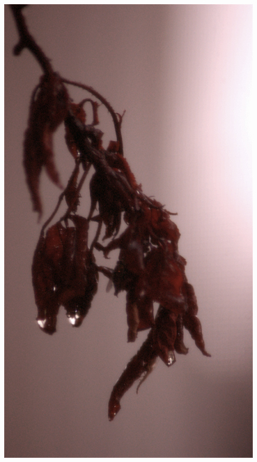 Sapped Flower