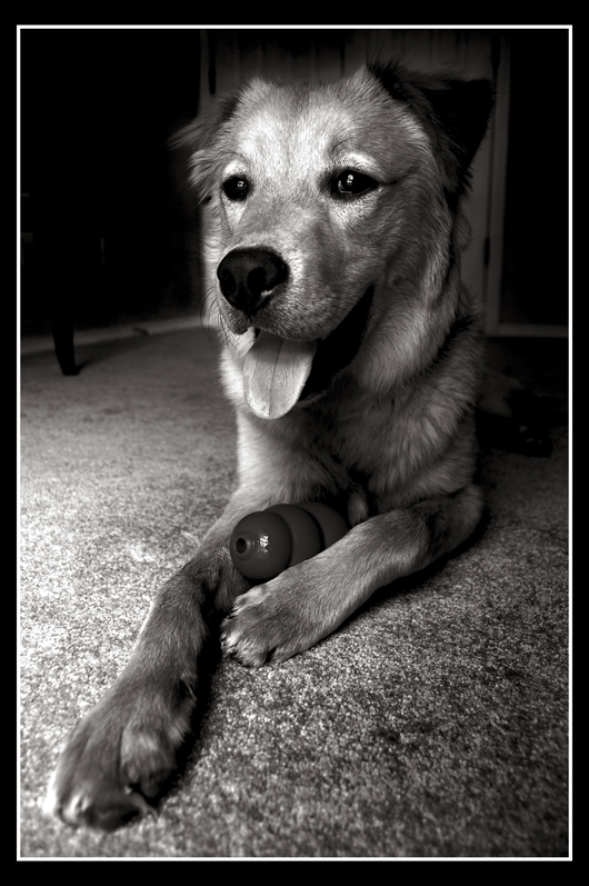 A Dog and his Toy