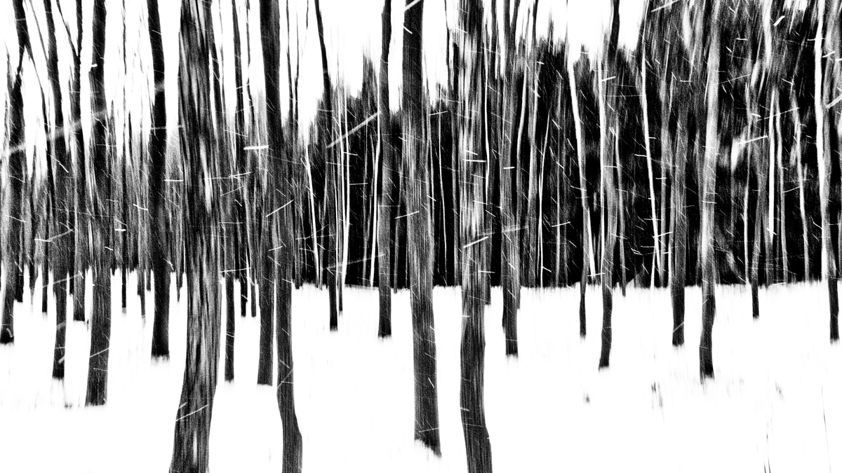 Deb's Trees and Snow