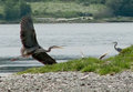 Clear the Runway