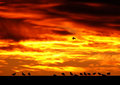 dpc-0383-gulls2.jpg