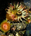 Anemone