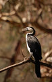 cormorant-6607wb.jpg
