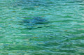 Stingray