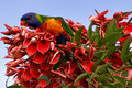 Rainbow Lorikeet