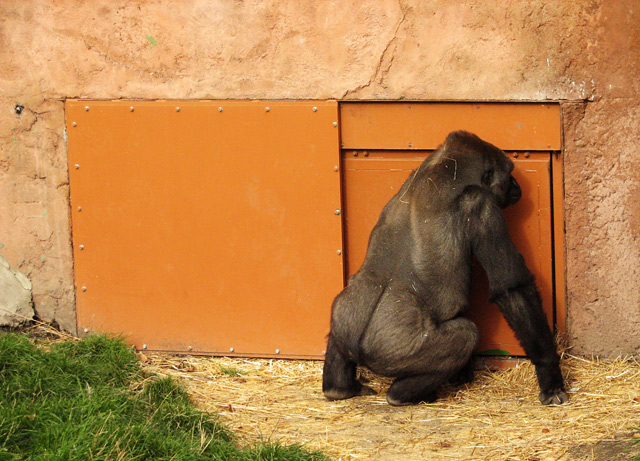 1405gorilla2.jpg