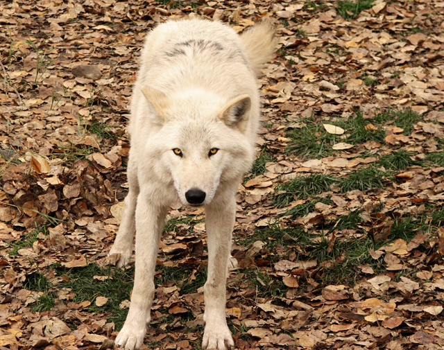 1201-shewolf.jpg