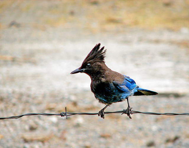 Stellar's Jay