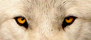 IMG_1201eyes.jpg