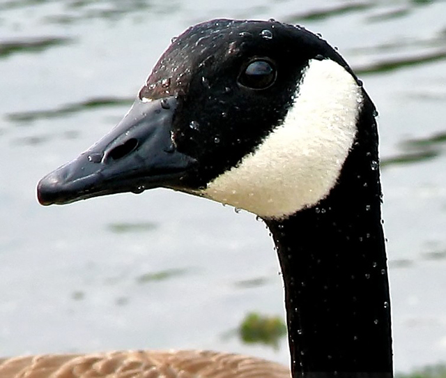 Up Close and Personal