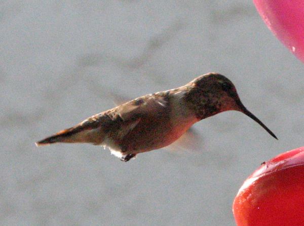 dpc-6903-hummer2.jpg
