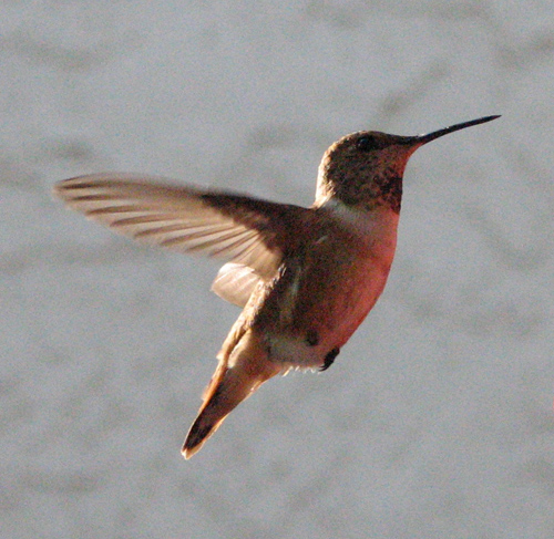 dpc-6904-hummer3.jpg