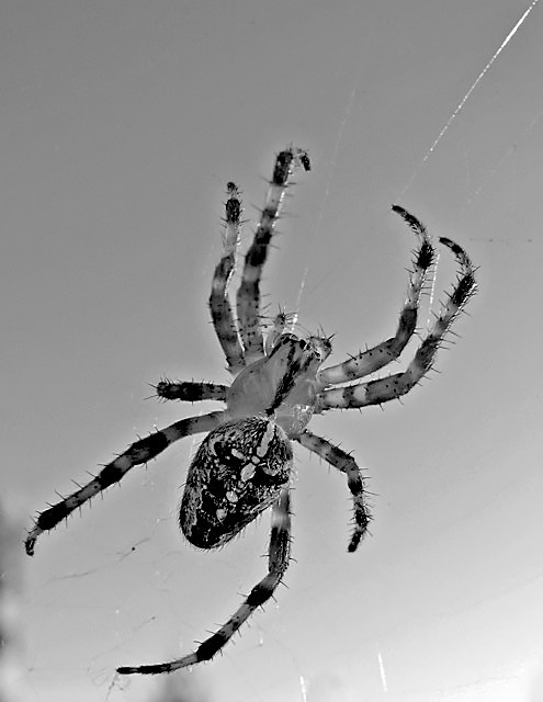 spider.jpg