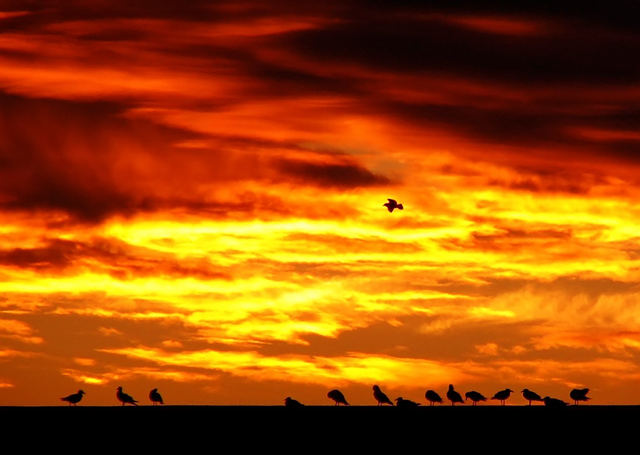dpc-0383-gulls2.jpg