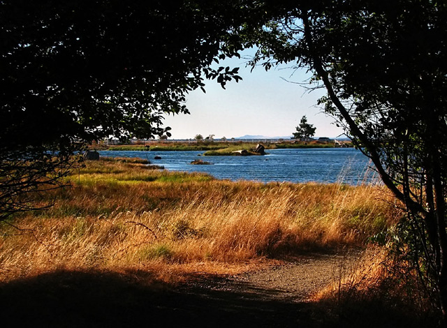 estuary.jpg