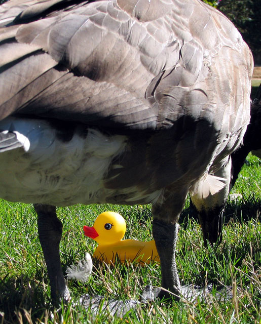 dpc-2252-ducky1.jpg