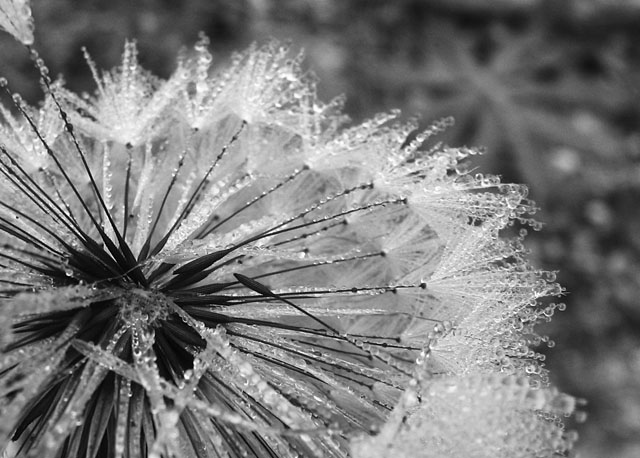dpc-2356-seeds.jpg