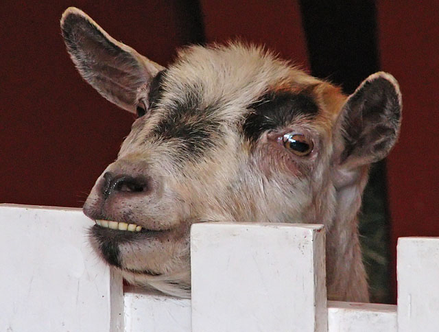 dpc-7530-goatportrait.jpg