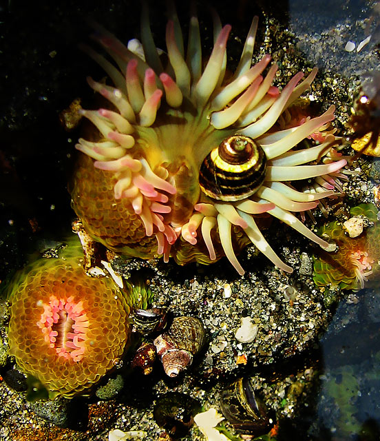 Anemone