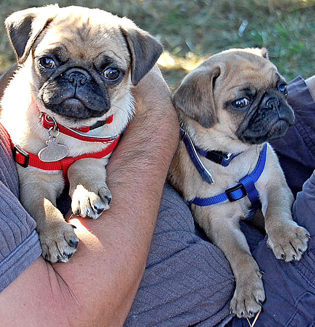 shutterpugbday.jpg