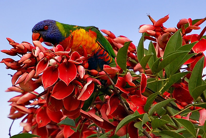 Rainbow Lorikeet
