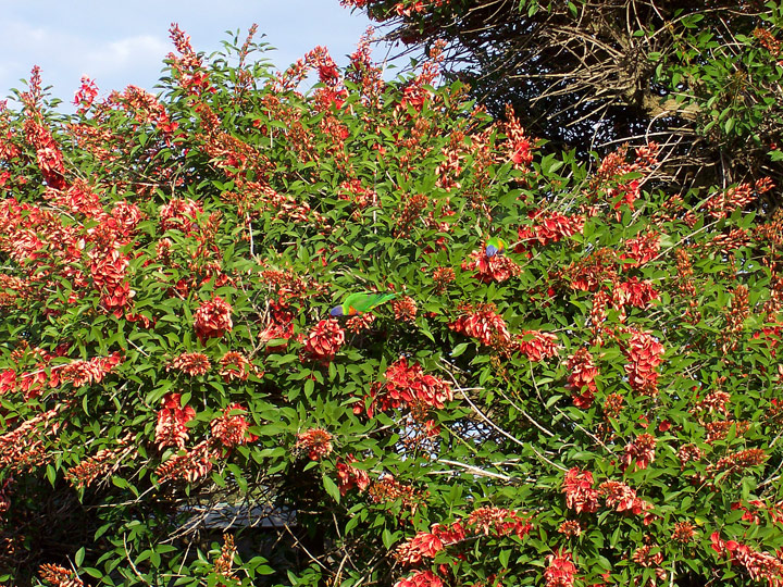 lorikeet-tree.jpg