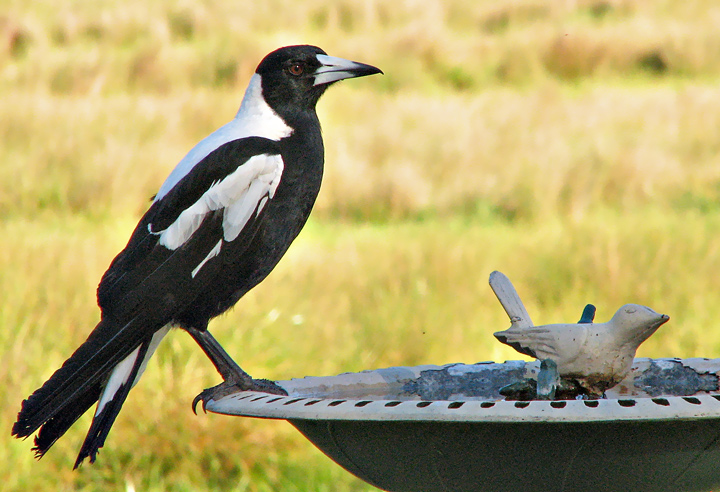 Hall's Gap Magpie