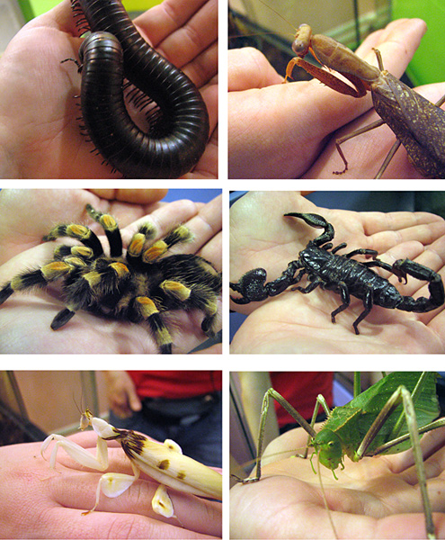 Bug Zoo Beauties