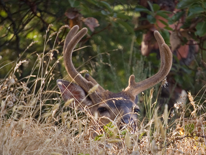 DSC_2519-deer.jpg