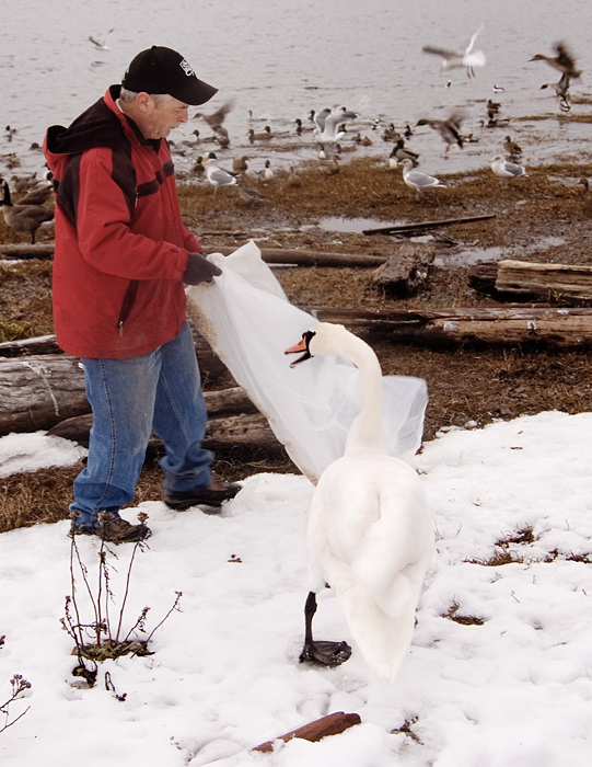 Hungry Swan