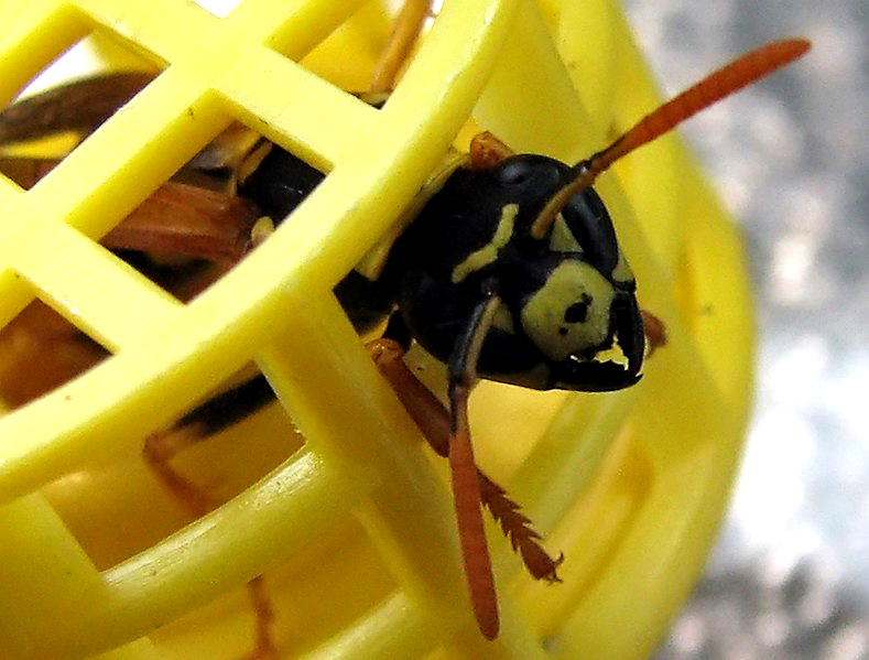 Yellowjacket