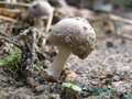 117_1770.JPG