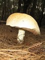 Giant Mushroom