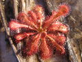 Sun Jewel 1