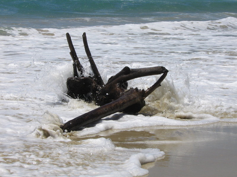 A gift from the Ocean