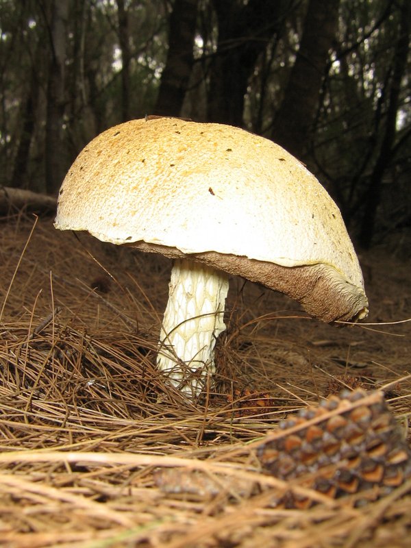 Giant Mushroom