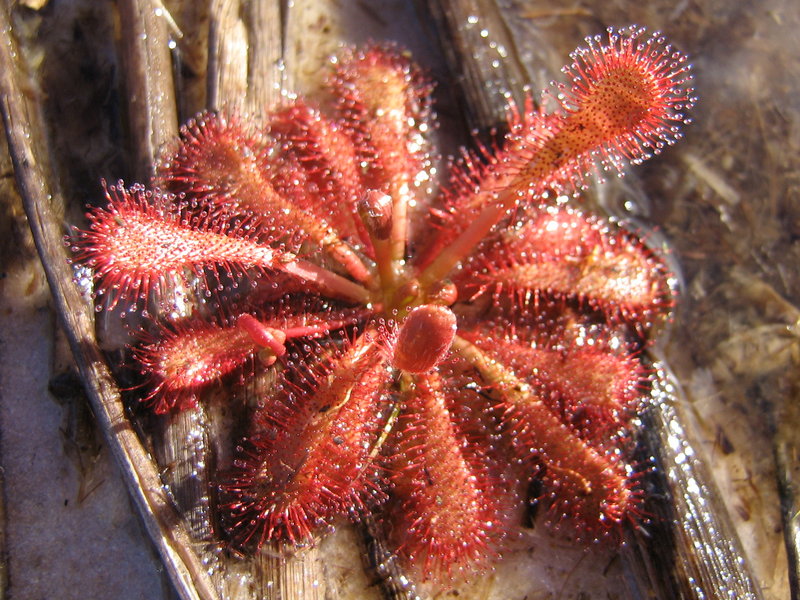 Sun Jewel 1