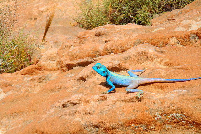 A blue lizard