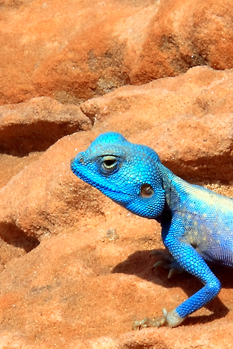 A blue Lizard Close-up