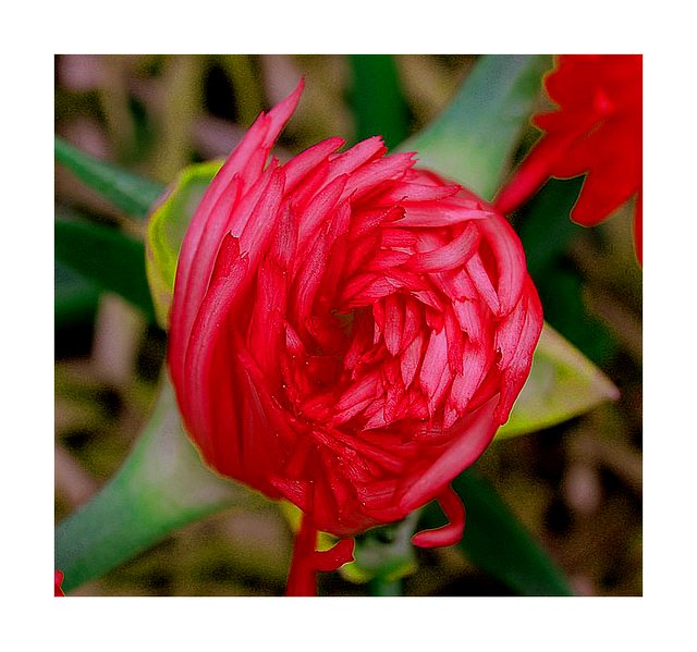 Twisted and buityfull