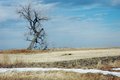Pioneer Tree
